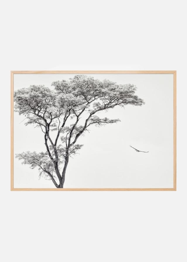 the African eagle Plakāts