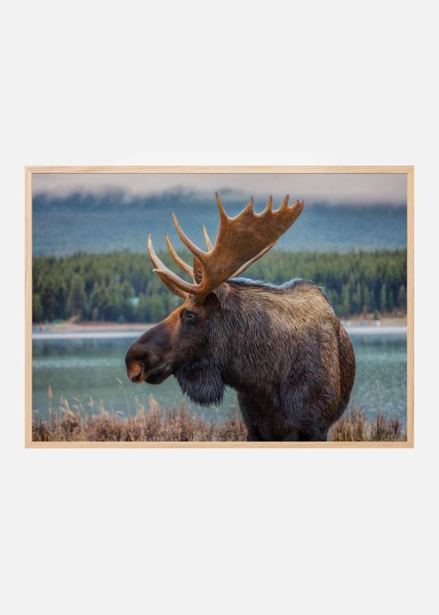 Moose Plakāts