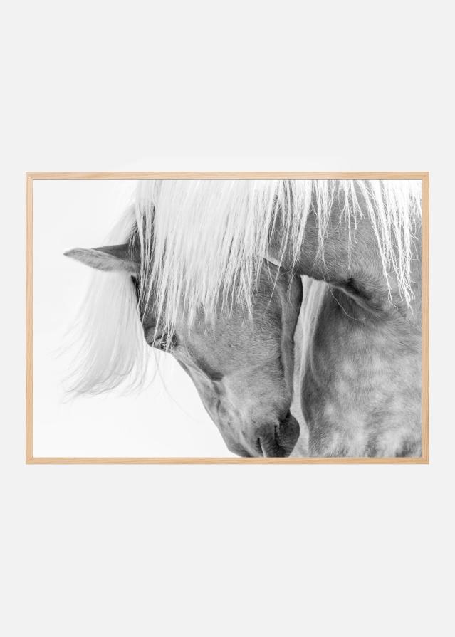 Halflinger Portrait Plakāts