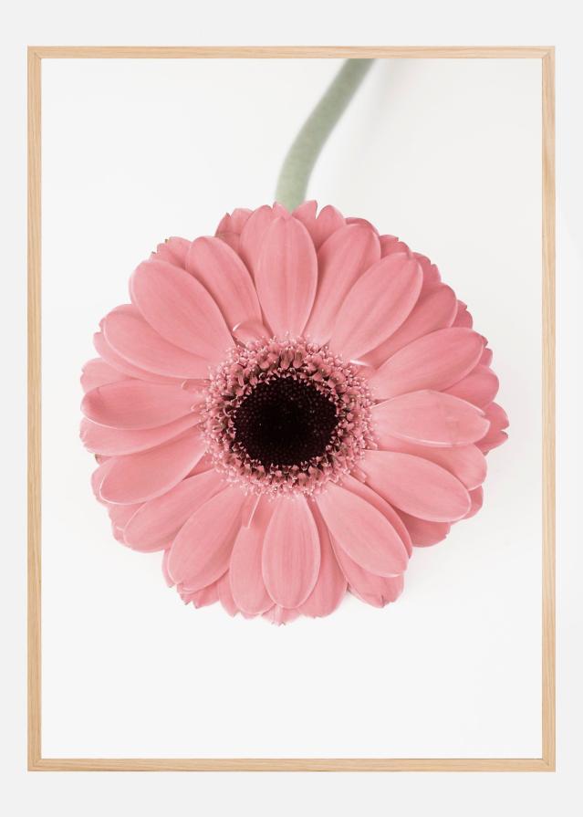 Pink Gerbera II Plakāts
