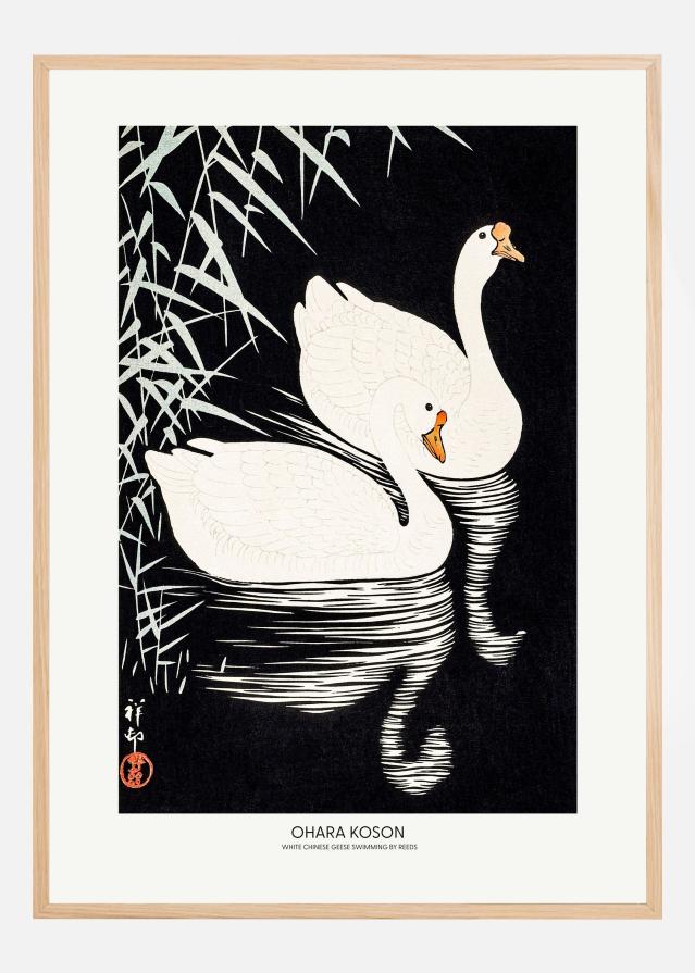 White Chinese Geese Swimming by Reeds Plakāts