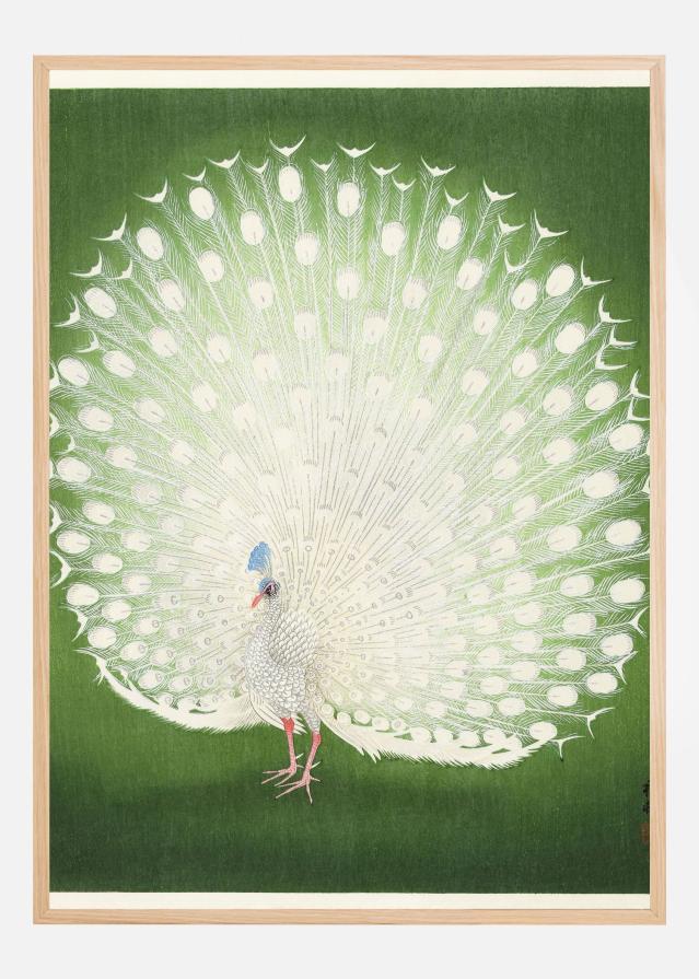 Peacock Plakāts
