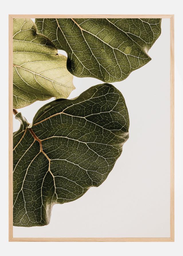 Abutifolia No1 Plakāts