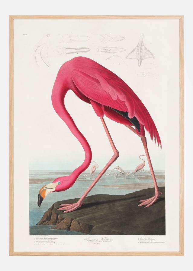 Pink Flamingo From Birds of America (1827) Plakāts