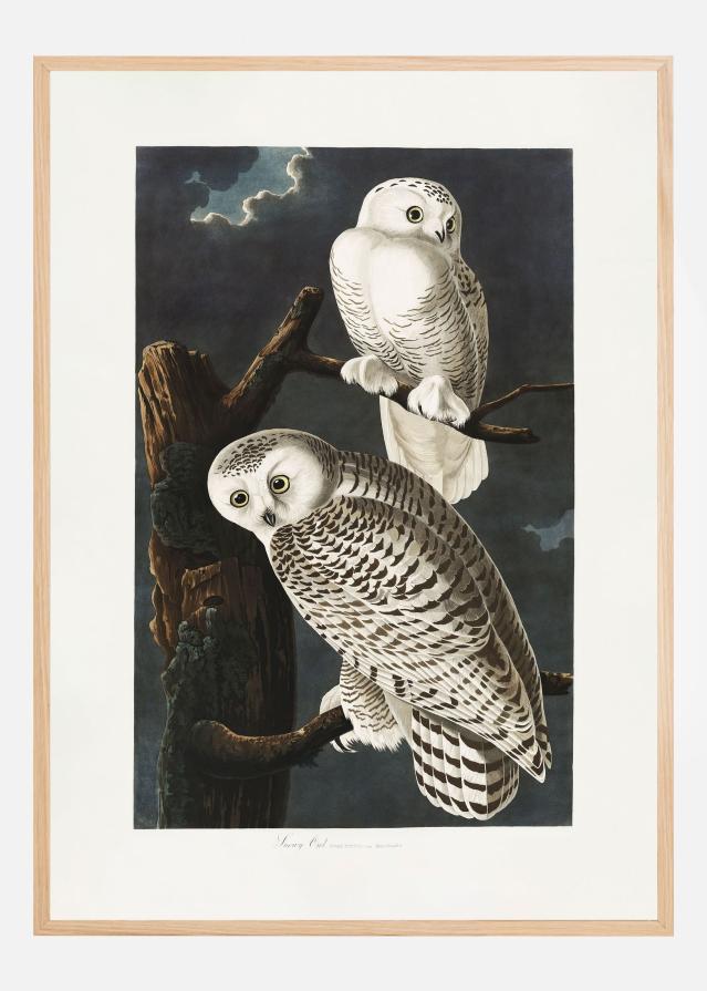 Snowy Owl From Birds of America (1827) Plakāts