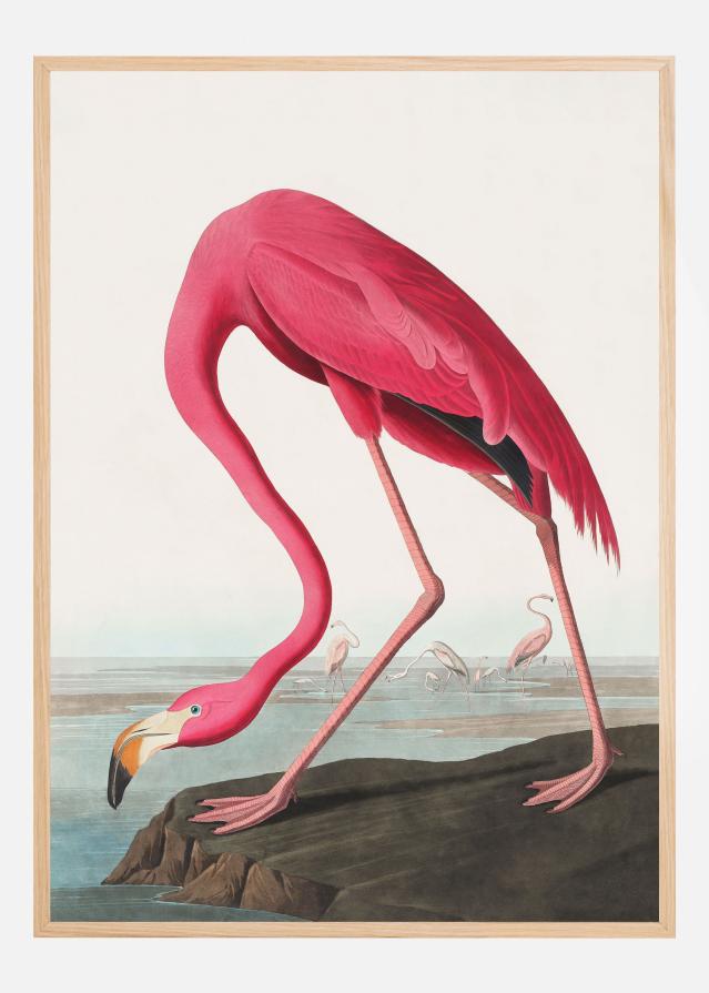Pink Flamingo Ii From Birds of America (1827) Plakāts