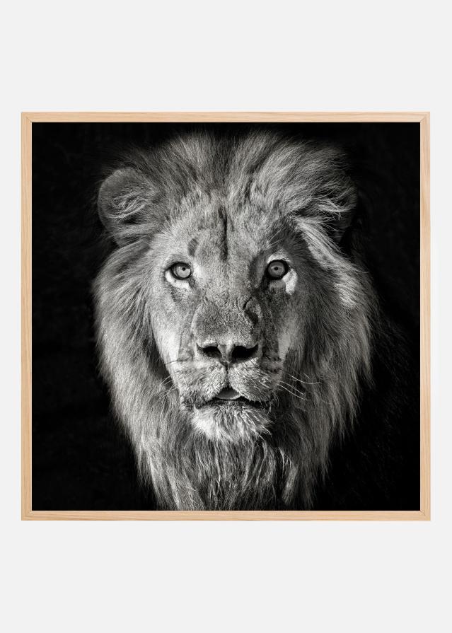 Lion Portrait- Panthera Leo Plakāts