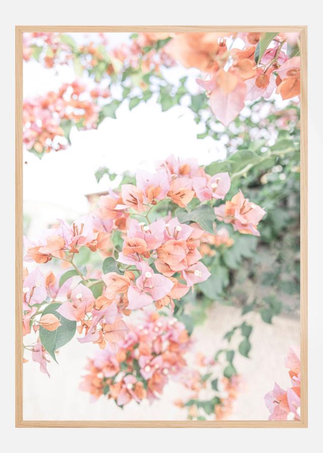 Peach Bougainvillea Plakāts