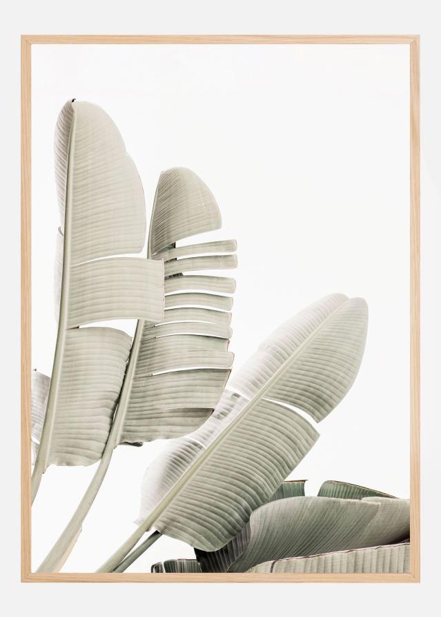 Banana leaf 2 Plakāts