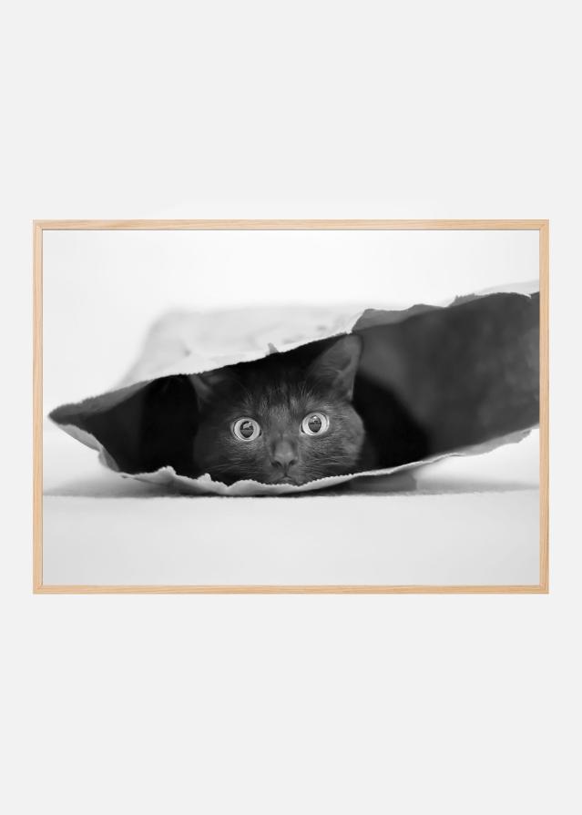 Cat in a bag Plakāts