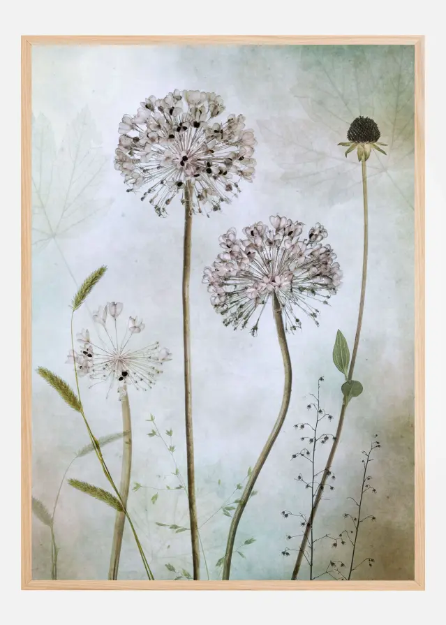 Allium Plakāts