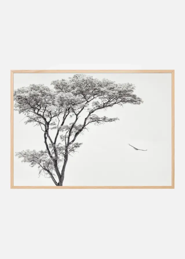 the African eagle Plakāts