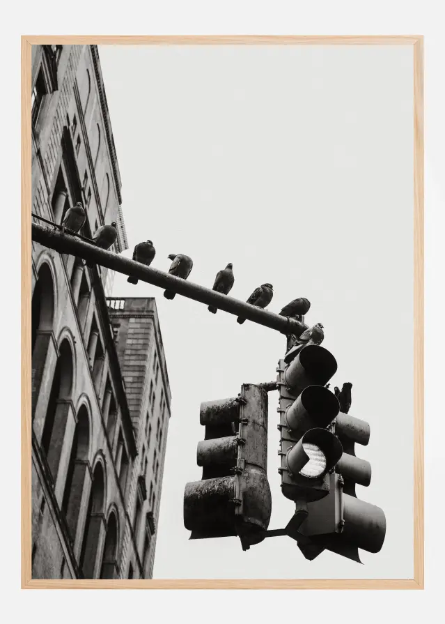 New York City Doves Plakāts