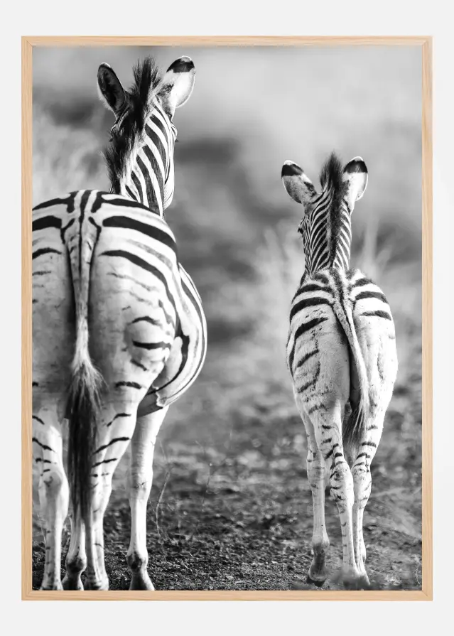 Striped Horse Back Side Plakāts