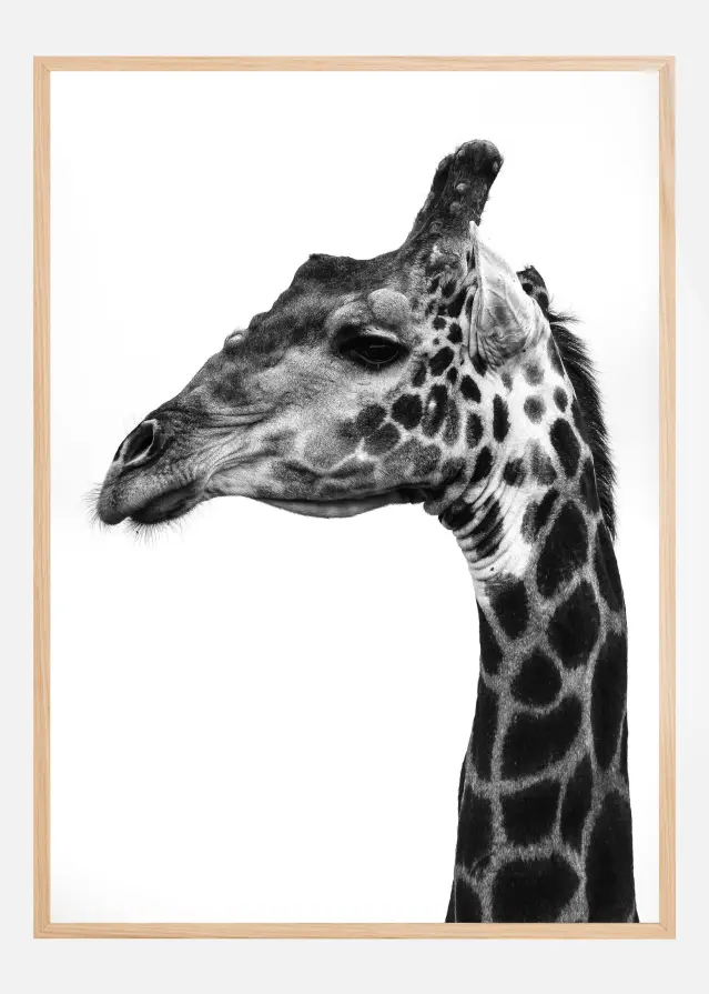 Super Safari No1 Plakāts