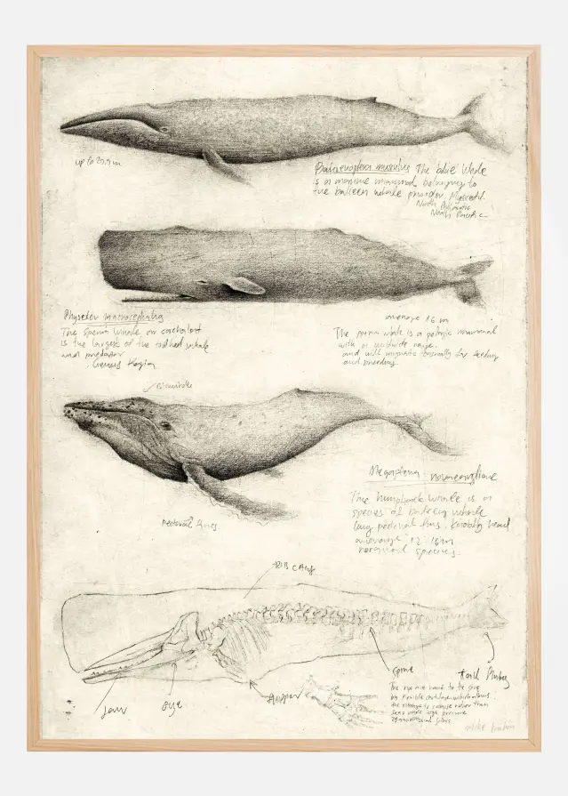 Sketches Of Various Whale Plakāts