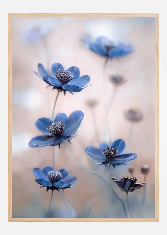 Cosmos blue Plakāts