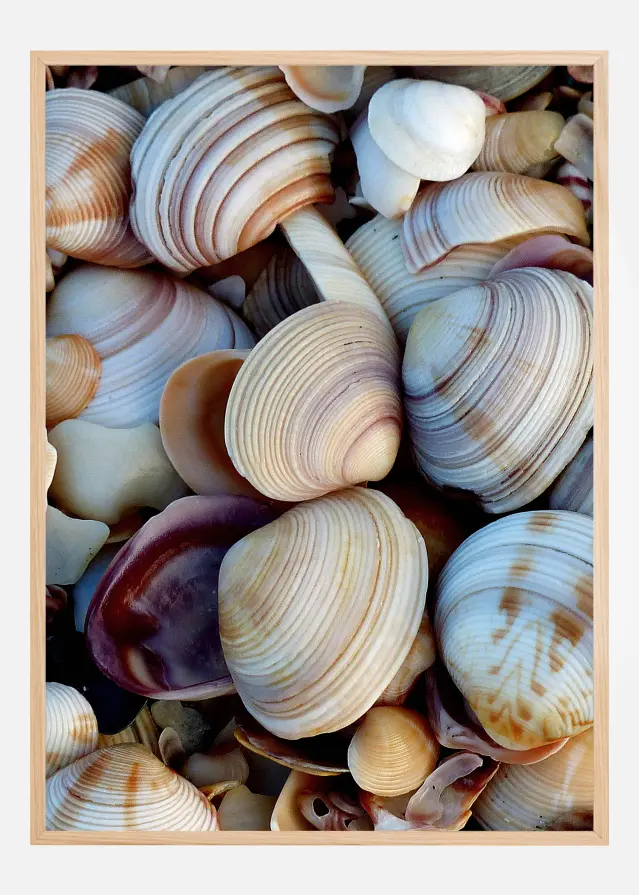 Shells Plakāts