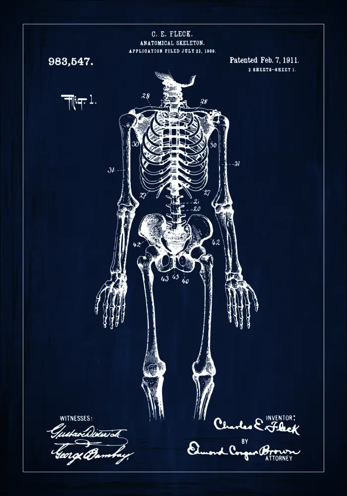 Patenta rasējums - Anatomisks skelets x - Zils Plakāts