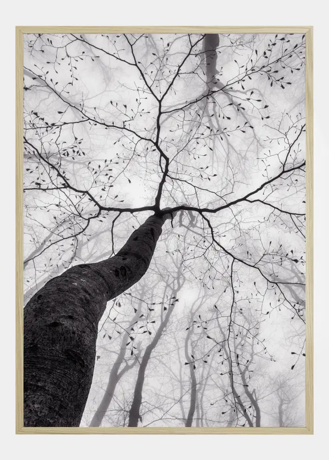 A view of the tree crown Plakāts