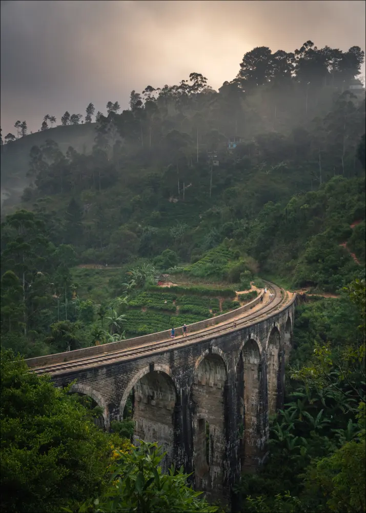 Jungle train rails Plakāts