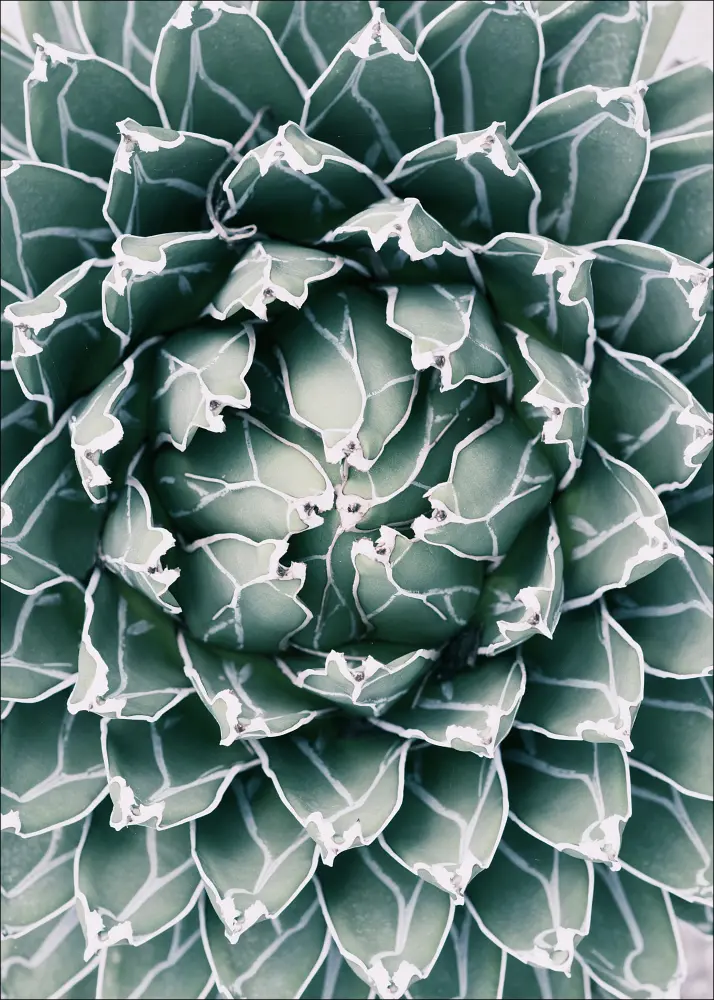 Plant Plakāts