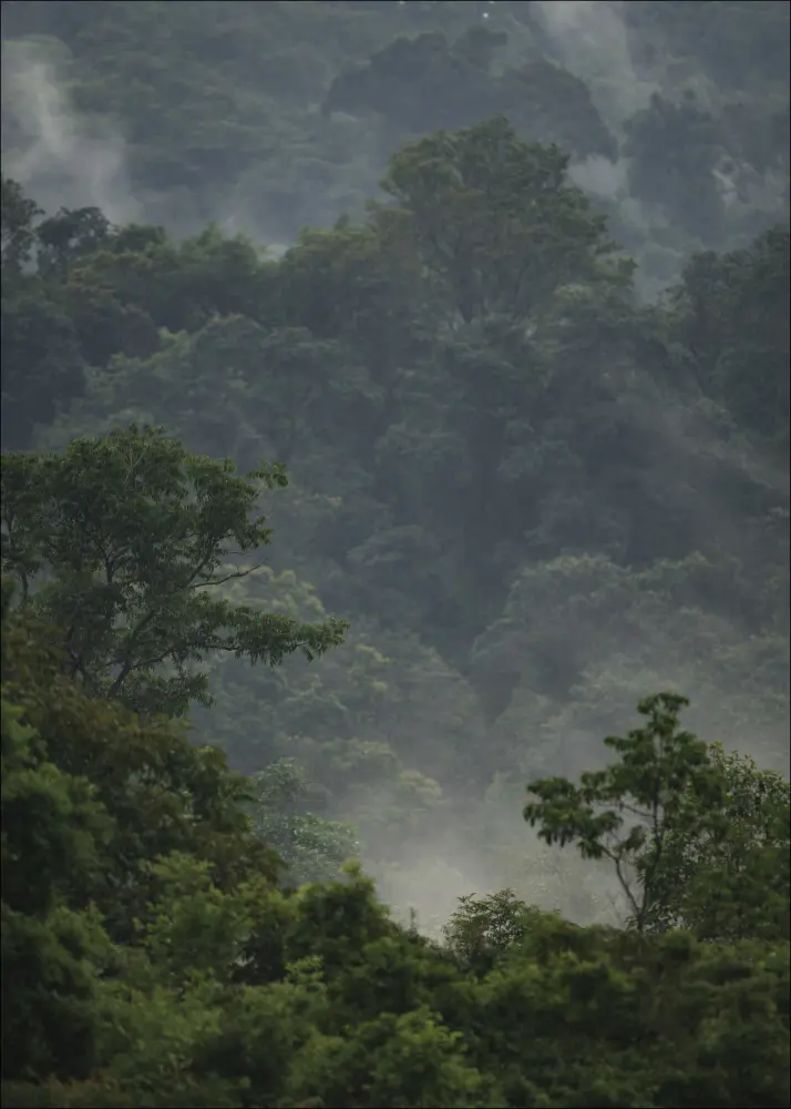Rainforest Plakāts