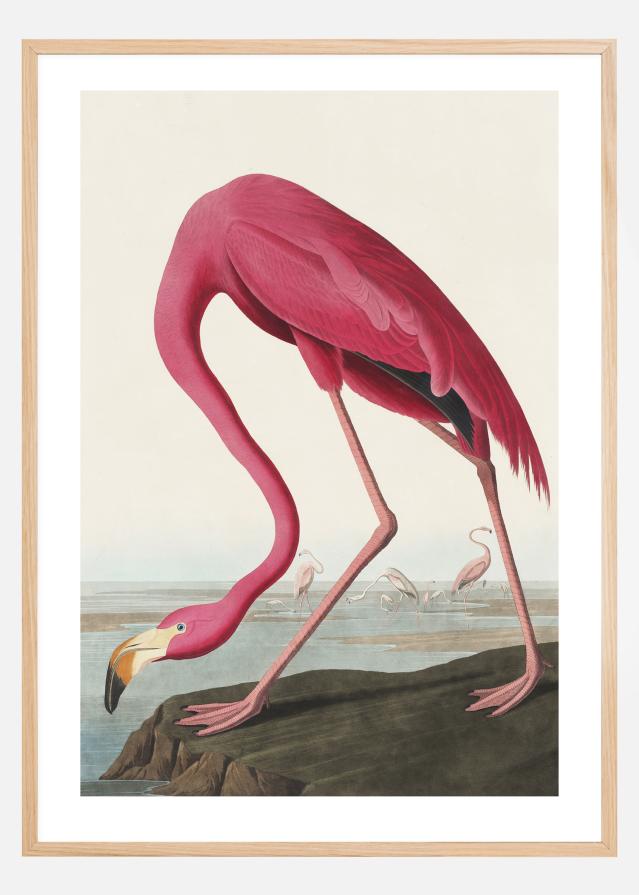 American Flamingo Plakāts