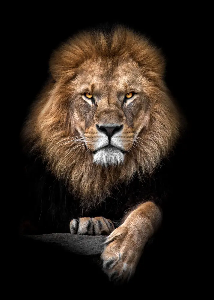 Focused Lion Color Plakāts