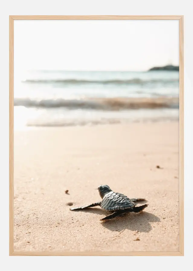 Little turtle on his way Plakāts