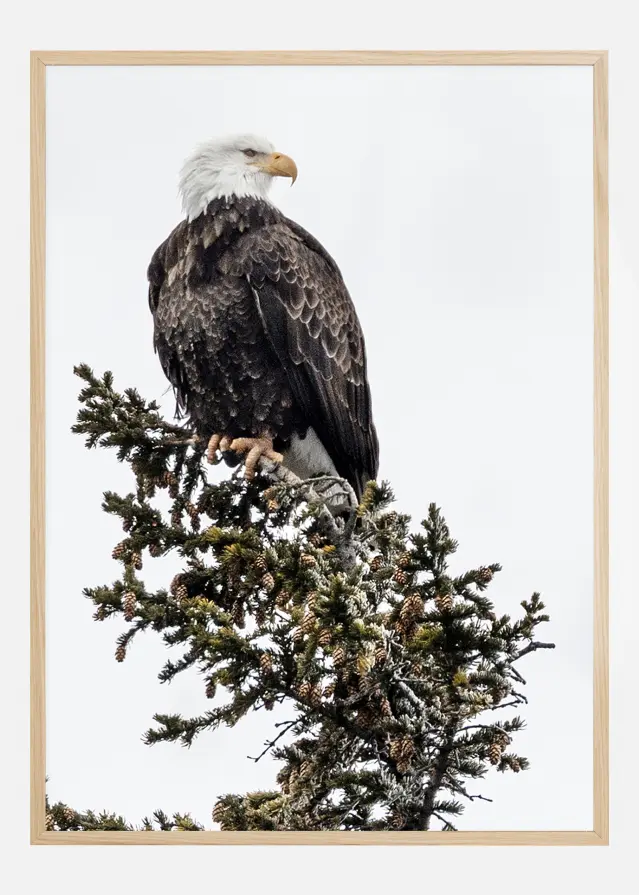 Eagle Plakāts