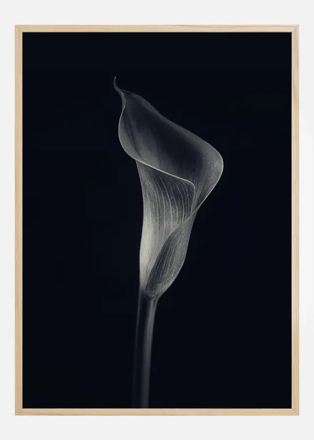 Calla Lily Plakāts
