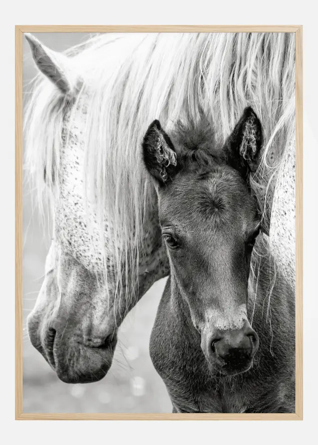 The Foal Plakāts