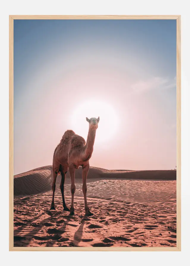 Camel Plakāts