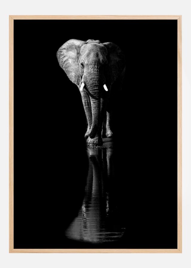 Elephant Plakāts