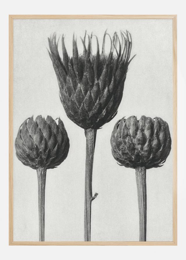 Grey Flower IV Plakāts