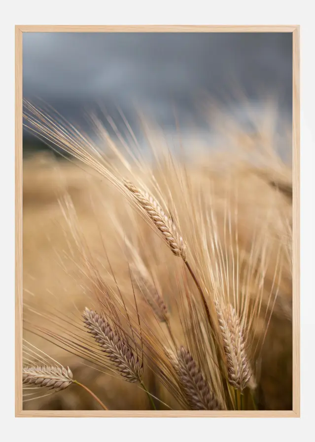Wheat Plakāts