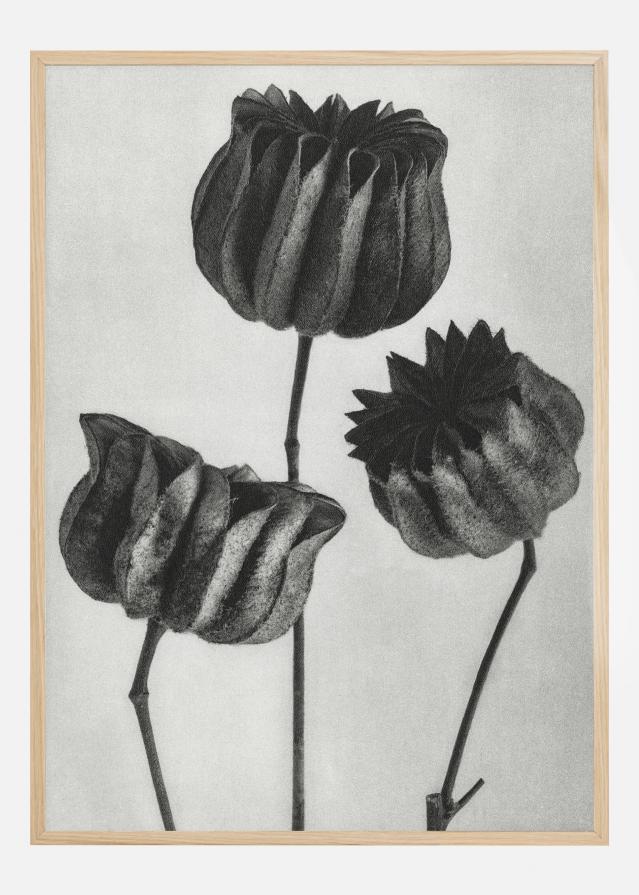 Grey Flower V Plakāts