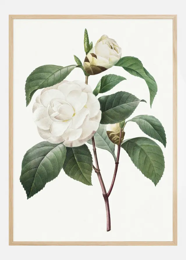 White Rose Plakāts