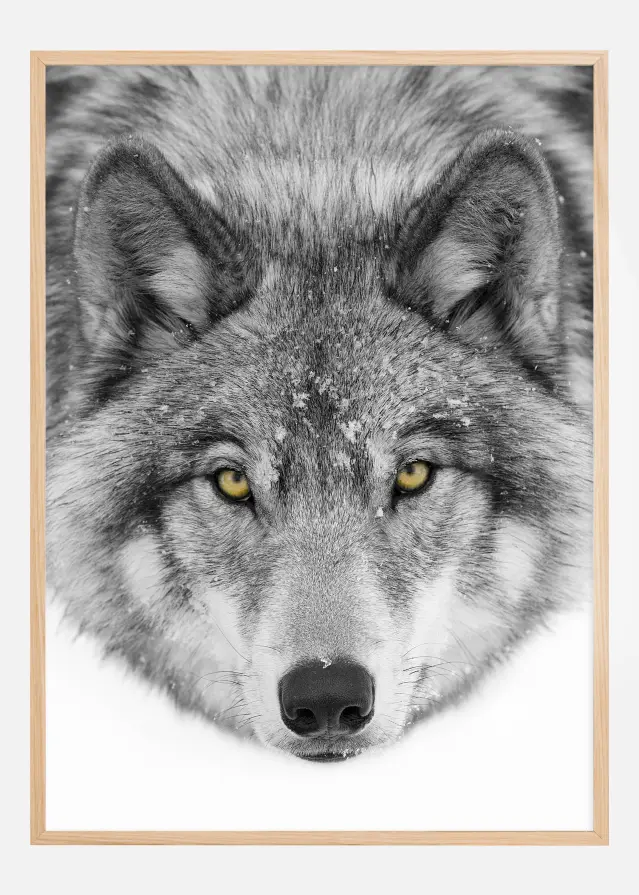 Yellow eyes Timber Wolf Plakāts