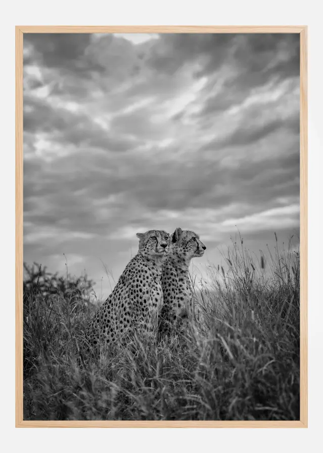 Cheetah Dreams Plakāts
