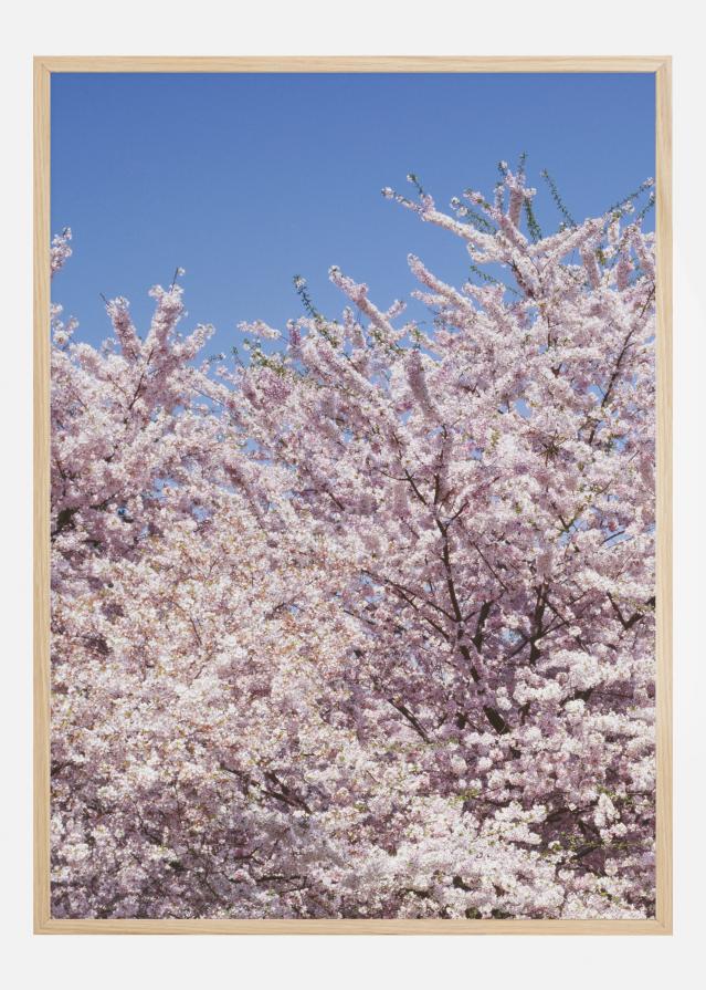 Cherry-Tree Plakāts