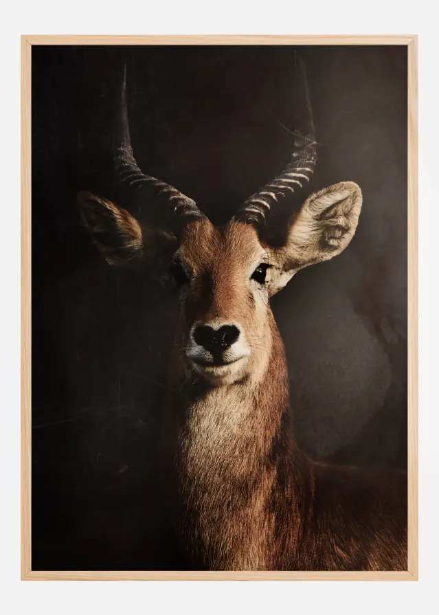Antelope Plakāts
