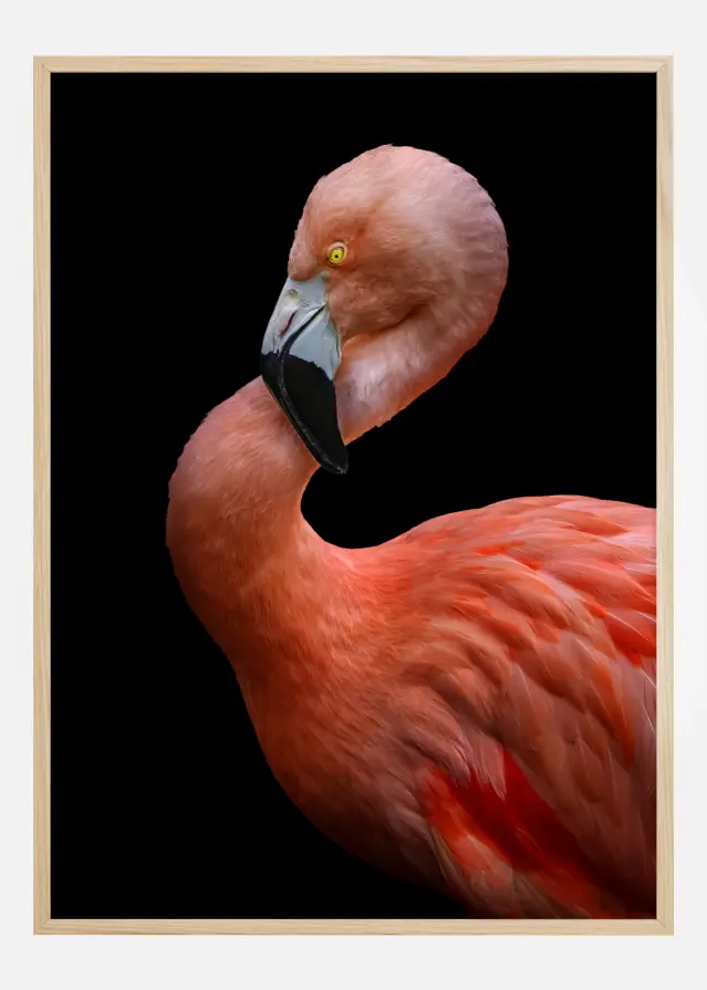 Flamingo at night Plakāts