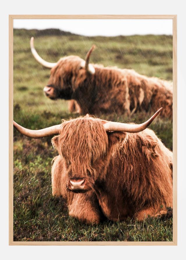 Highland Cattle Plakāts