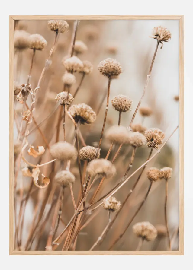 Dried up flowers Plakāts