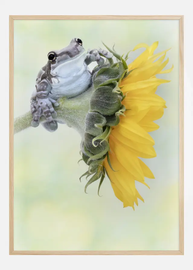 Frog Sunshine Plakāts