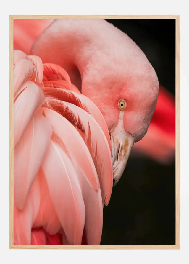 Flamingo Plakāts