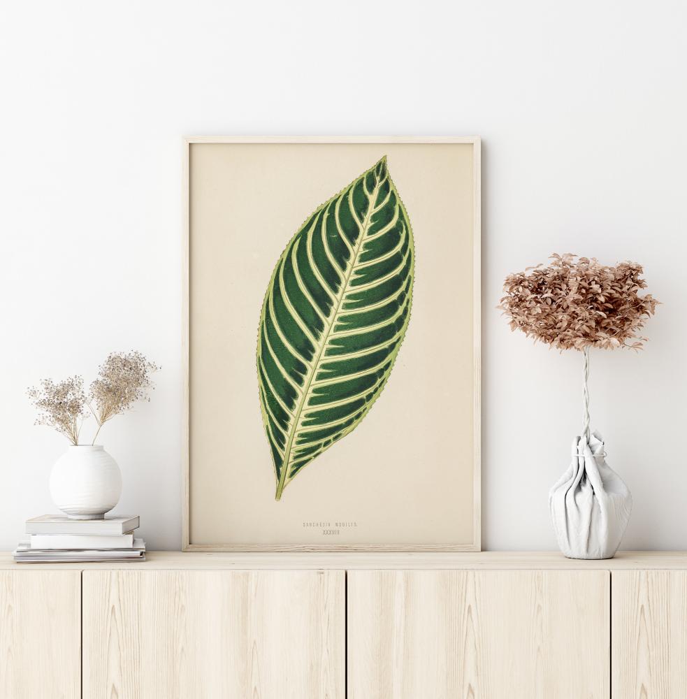 Diefenbachia Plakāts