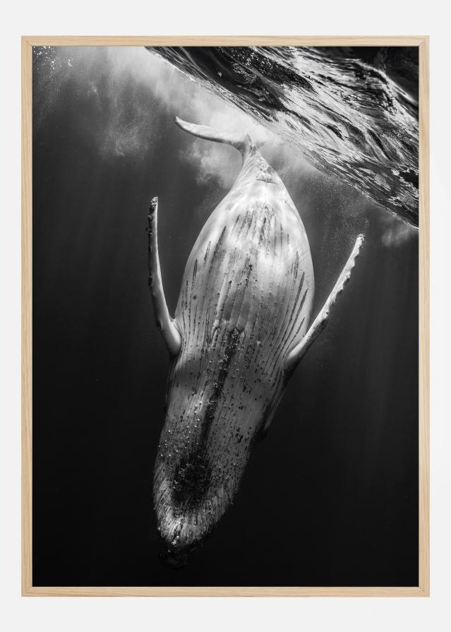 Black A Whale Plakāts